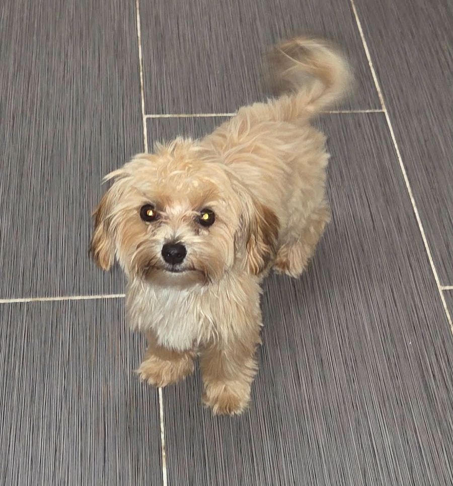 Melody, a tan puppy, looking up from a tile floor