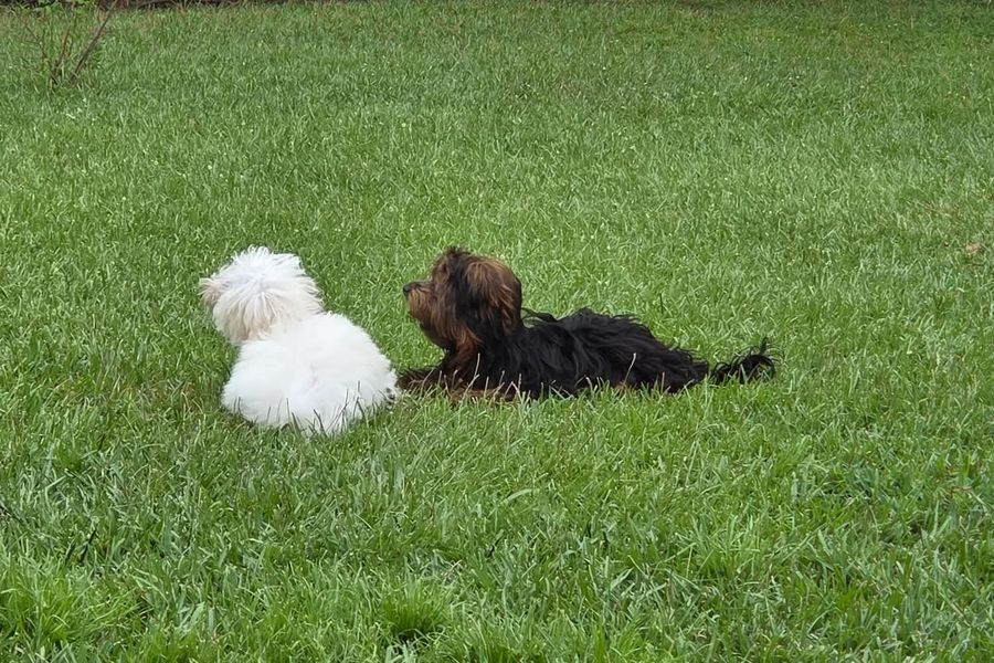 Paisley and Yeti lying side by side in the backyard grass