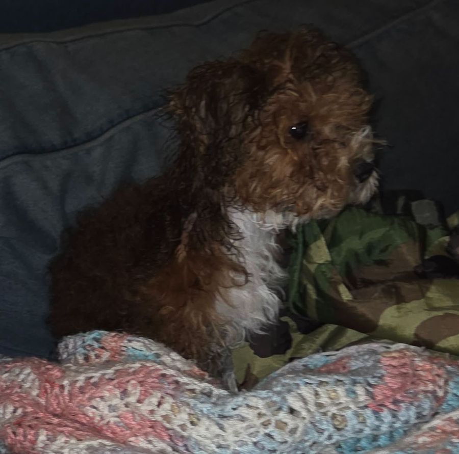 Rosie Posie, a curly brown puppy on a crocheted blanket