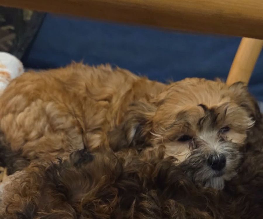 Winnie napping on her littermates